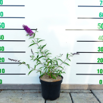 Budleja Dávidova (Buddleja Davidii) ´NANHO PURPLE´ - výška 50-60 cm, kont. C2L 